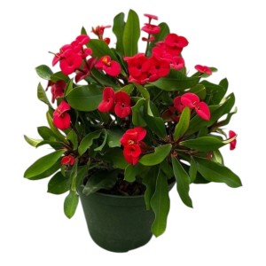 Euphorbia Milii pianta succulenta in vaso Ø 14 cm