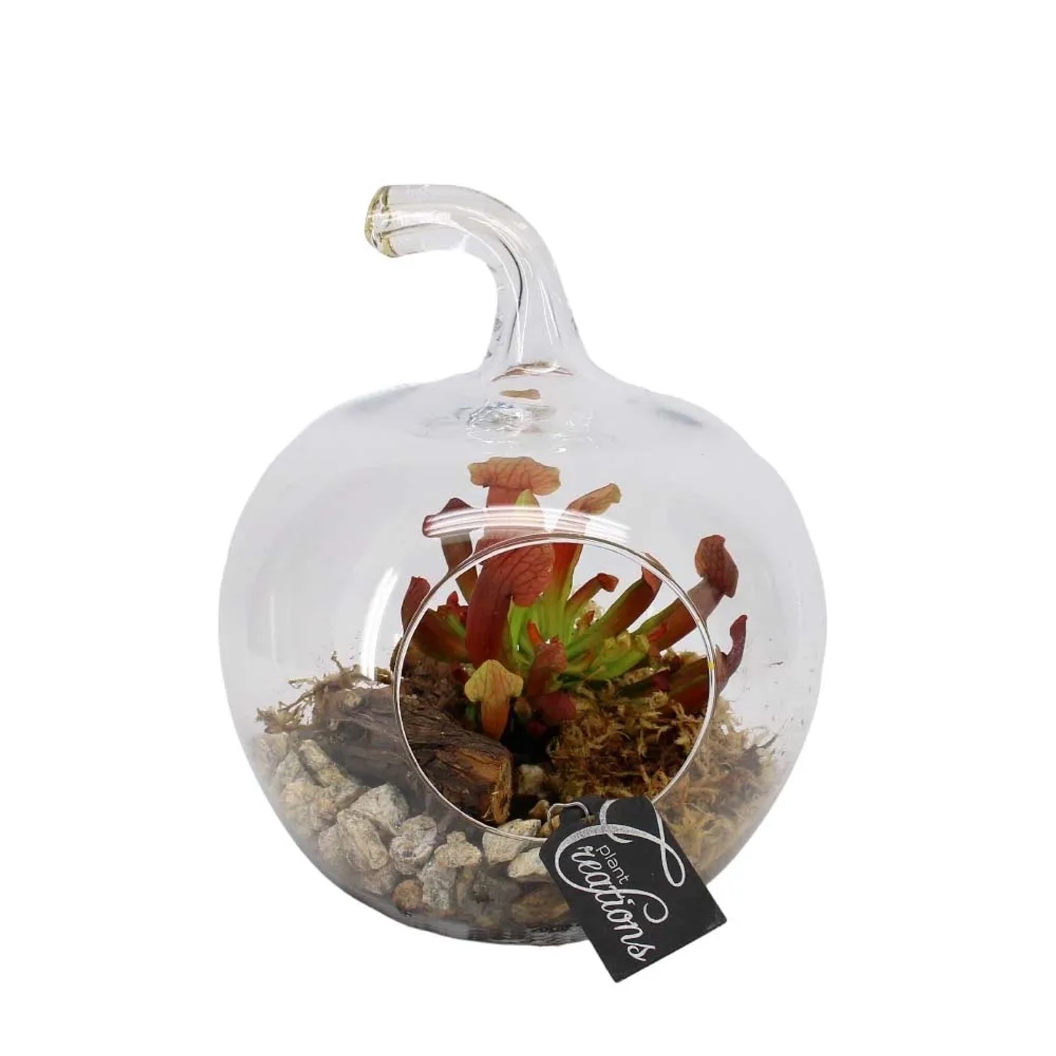 Composizione di piante t.b.t. in vetro per interni.