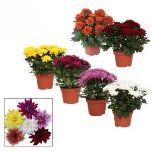 Chrysanne Grandezza mix vaso 13 cm
