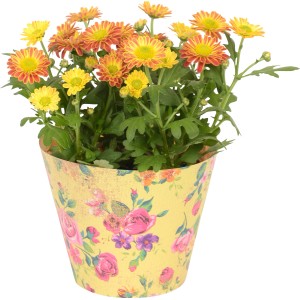 Crisantemo in vaso decorativo con motivo floreale, vaso-Ø ca. 10,5 cm.