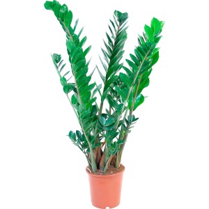 Zamioculcas verde (pianta ZZ) in vaso, una pianta d'appartamento facile da curare di GROW by OBI.