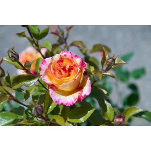 Primo piano di una rosa a cespuglio t.b.t. giallo-rosa con foglie verdi.