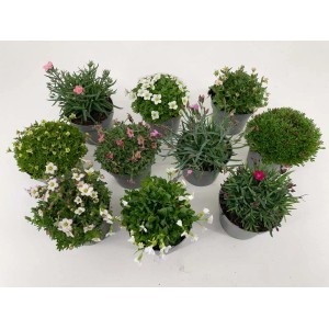 Diverse piante tappezzanti (t.b.t.) in vaso con fiori colorati.