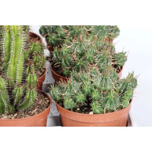 Diverse piante grasse t.b.t. in vaso. Cactus verdi con spine rosse.