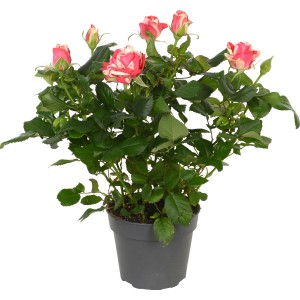 Rosa da interno Imola bicolore (rosso/bianco) in vaso, ca. 13 cm Ø. Rosa decorativa per interni.