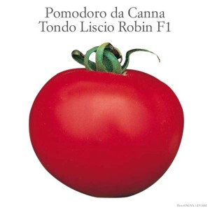 Pomodoro rosso e rotondo Robin F1 con buccia liscia. Ideale per la coltivazione in giardino.