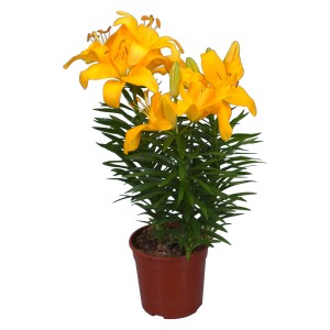 Giglio Azian giallo in vaso (circa 13 cm Ø). Pianta fiorita decorativa per casa e giardino.