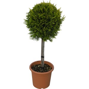 Cipresso gigante OBI 'Castlewelland Gold' a forma di palla in vaso, ca. 65 cm di altezza.