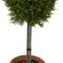 Cipresso gigante OBI 'Castlewelland Gold' a forma di palla in vaso, ca. 65 cm di altezza.