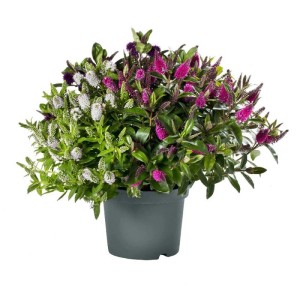 Hebe Addenda Vinoa Purple Vaso Ø 12 cm