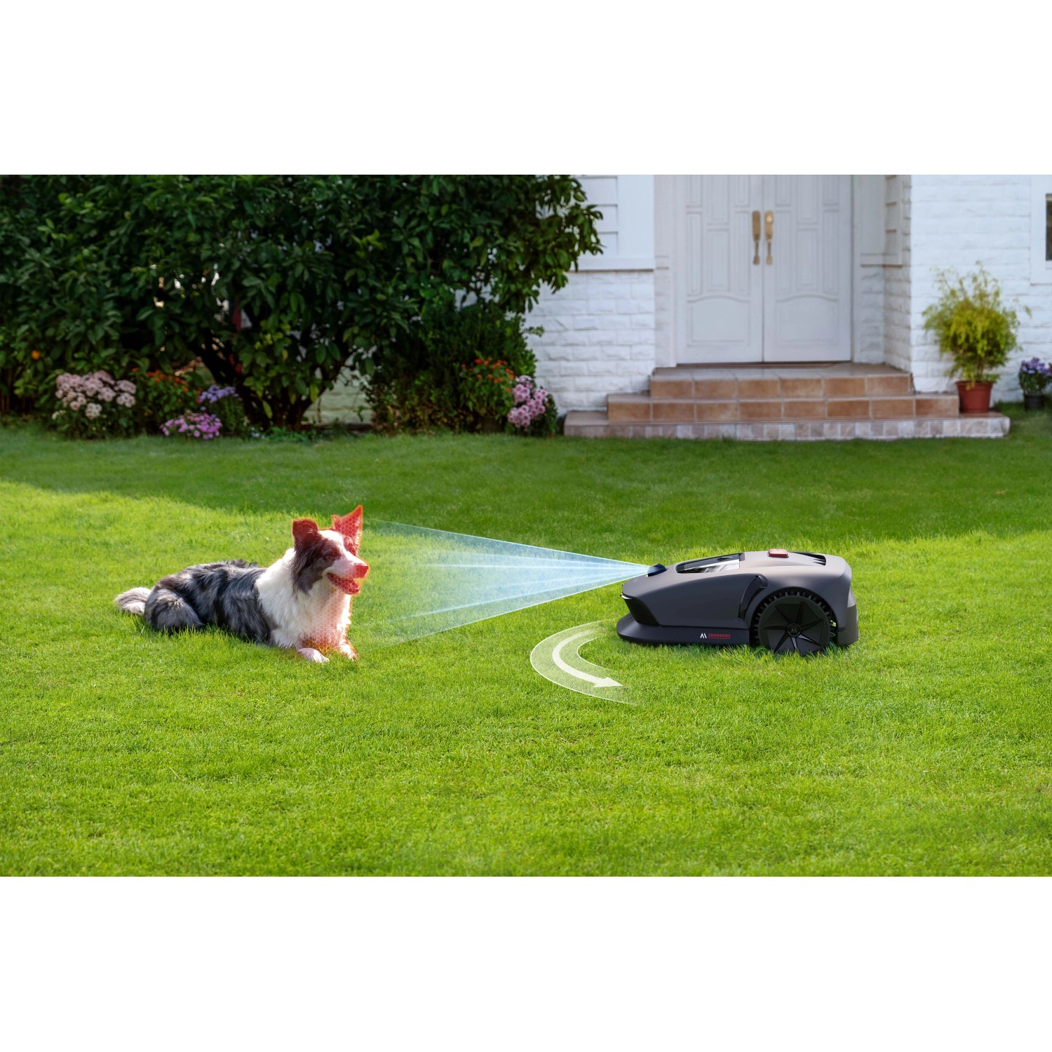 Robot tagliaerba su prato con cane. Il t.b.t. assicura un giardino ben curato.