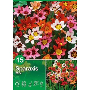 Mix colorato di Sparaxis, bulbi estivi per aiuole e vasi. Fiori rossi, arancioni, rosa e bianchi.
