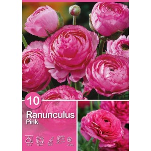 Ranuncoli rosa come fiori estivi per aiuole e vasi.