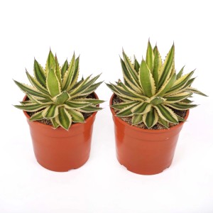 Agave lophantha variegata piante grasse vaso Ø 25 cm