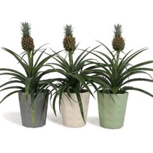 Tre piante di ananas in vaso in grigio, beige e verde.