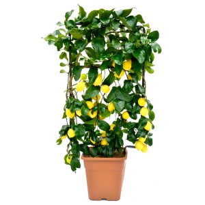 Albero di limone in vaso con supporto per rampicanti. L'albero porta molti limoni gialli.
