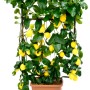 Albero di limone in vaso con supporto per rampicanti. L'albero porta molti limoni gialli.