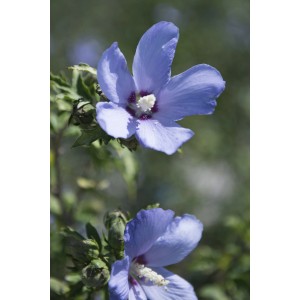 Ibisco blu 'Altea' con fiori aperti e boccioli.