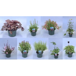 Diverse piante tappezzanti t.b.t. in vaso, ideali per il giardino.