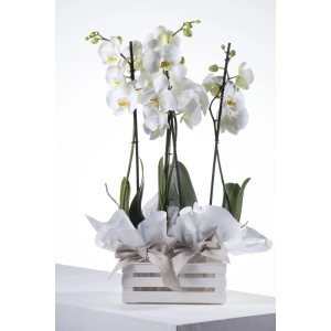 Orchidee bianche in cesto bianco come elemento decorativo. Eleganza senza tempo per la tua casa.