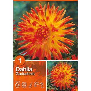 Dalia arancione 'Gudoshnik': Fiore estivo per aiuole e bordure.