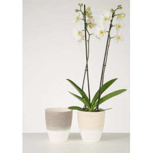 Vasi per orchidee Scheurich Vanilla Cream, Ø 13cm, con orchidea e vaso vuoto, effetto graffiato.