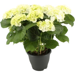 Ortensia da interno in vaso con fiori chiari, altezza circa 45-55 cm.