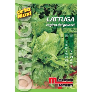 Confezione di semi di lattuga iceberg 'Regina dei Ghiacci' di t.b.t.