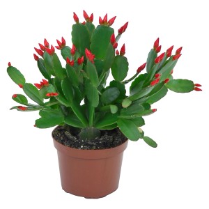 Cactus di Pasqua con fiori arancioni in vaso marrone, Ø vaso ca. 9 cm.