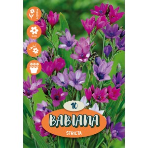 Mix colorato di bulbi da fiore Babiana "Stricata" per aiuole e bordure.