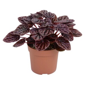 Peperomia Schumi red in vaso, pianta d'appartamento con foglie decorative rosso scuro.