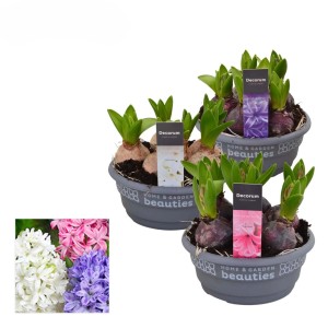 Hyacinthus Orientalis Gemengd Vaso 16 cm