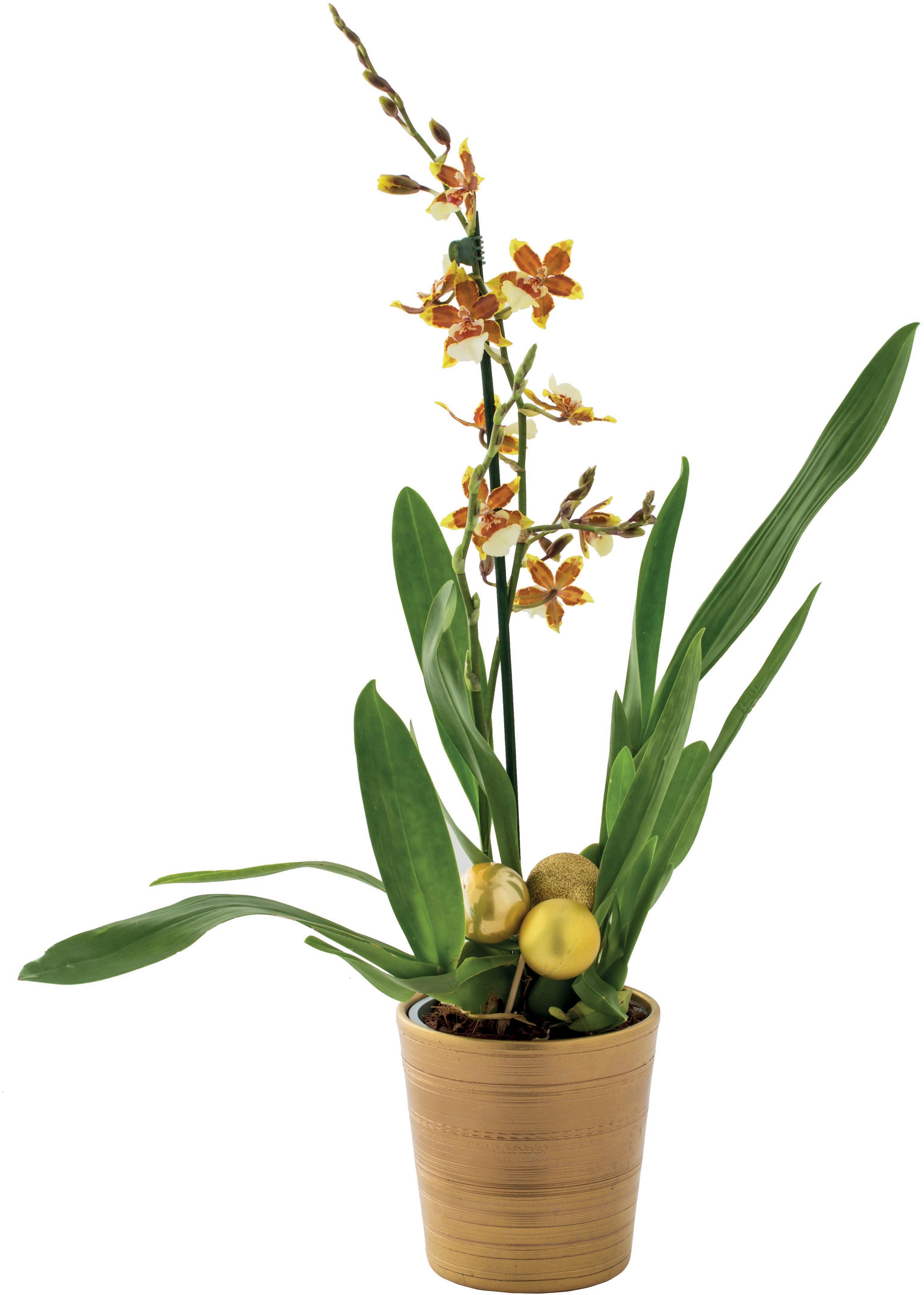 Cambria orchidea online