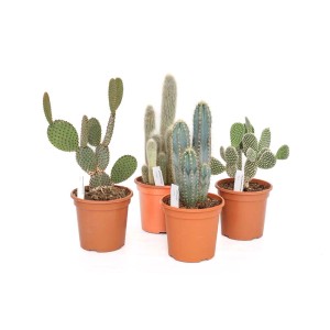 Vari cactus e piante grasse in vaso, piante da interno.