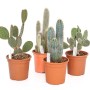 Vari cactus e piante grasse in vaso, piante da interno.