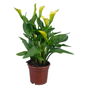 Calla da interno con fiori gialli in vaso marrone, Ø vaso circa 14 cm.