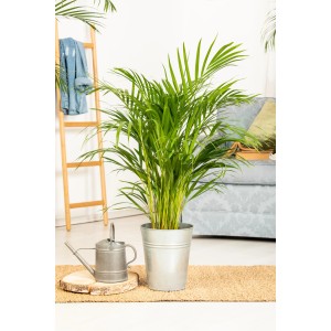 Palma Areca (Dypsis lutescens) rigogliosa in vaso, pianta da interno per un ambiente tropicale.