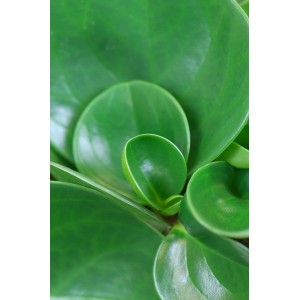 Primo piano di Peperomia obtusifolia (pianta del pepe nano) con foglie rotonde e verdi.