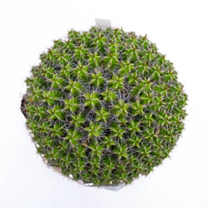 Cactus sferico verde con spine bianche sottili.