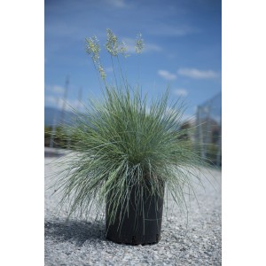 Festuca Glauca (Festuca blu) in vaso, erba ornamentale blu-verde con spighe di fiori.