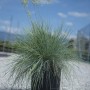 Festuca Glauca (Festuca blu) in vaso, erba ornamentale blu-verde con spighe di fiori.