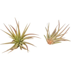 Due piante di Tillandsia Abdita con foglie verdi e appuntite.