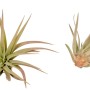 Due piante di Tillandsia Abdita con foglie verdi e appuntite.