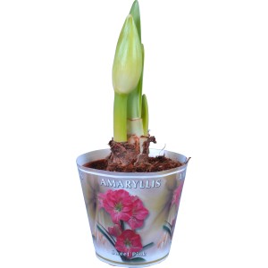 Amaryllis rosa (Hippeastrum) in vaso, con due germogli e boccioli di fiori.