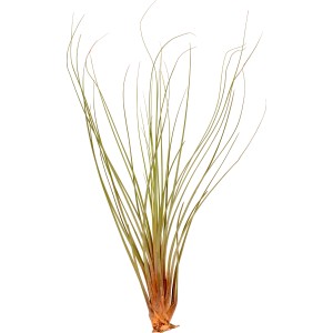 Mix di Tillandsia, vari tipi di bromeliacee decorative e facili da curare.