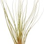 Mix di Tillandsia, vari tipi di bromeliacee decorative e facili da curare.