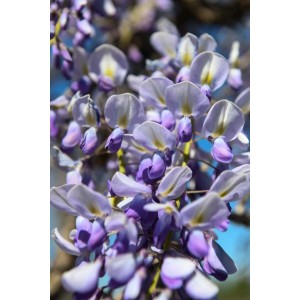 Primo piano di glicine viola in fiore, una pianta rampicante.