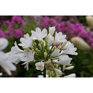 Primo piano di un'Agapanthus bianca (giglio africano) in giardino.