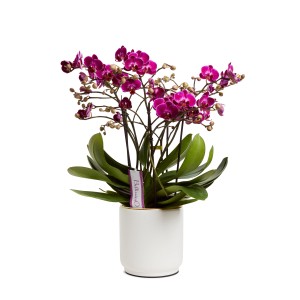 Orchidea viola fiorita in vaso bianco.