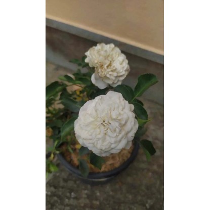 Rosai `Blanc Meillandecor`